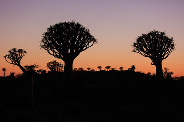 Silhouette of a quiver trees ,Aloe dichotoma, at orange sunset with carved branches on against the...