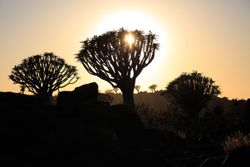 Silhouette of a quiver trees ,Aloe dichotoma, at orange sunset with carved branches on against the...