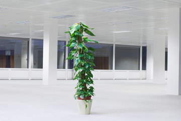 Potted plant in empty office space night