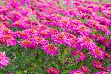 Flower bed of pink chrysanthemums close-up in selective focus