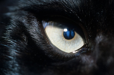 Eye of black wolf close-up