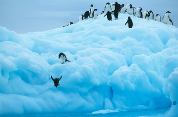 Fototapeta premium Penguins on iceberg