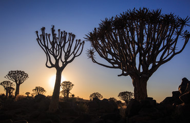 Silhouette of a quiver trees ,Aloe dichotoma, at orange sunset with carved branches on against the...