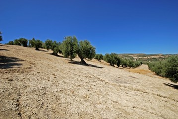 Olive groves on a slope with watering grooves near Baeza, Spain.