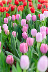 Fototapeta premium różowe tulipany w ogrodzie