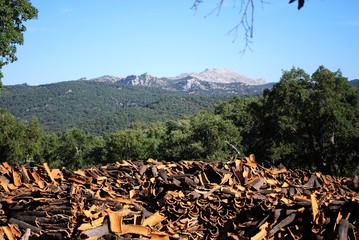 Cork oak farming between Grazalema and Ronda, Andalusia, Spain.