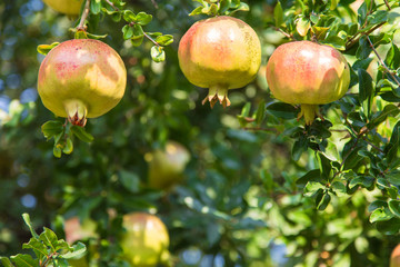 Pomegranate fruits on the branch in the sun