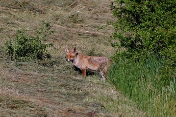 fox in a field