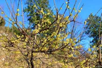 蠟梅　梅の花　ロウバイ　冬　風景　杤木