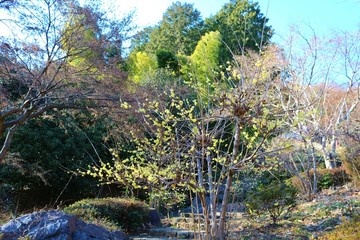 蠟梅　梅の花　ロウバイ　冬　風景　杤木