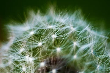 Foto auf Alu-Dibond Macro dandelion seed © INFINITY