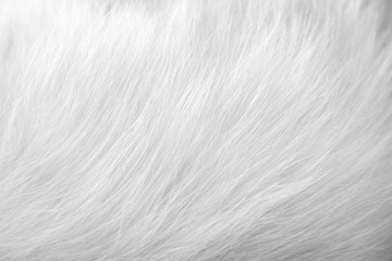 Fototapeta na wymiar White gray cat fur pelt texture , animal skin soft long smooth light bright background