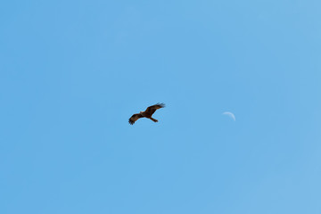 Kite flying against a blue sky. On the background of the moon