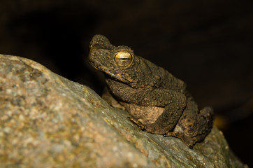 A swamp-colored toad with Golden eyes in close-up, sitting on a wet green-yellow stone.