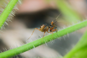 photo of praying mantis on a leaf