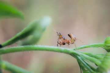 photo of praying mantis on a leaf