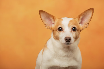 jack russell terrier