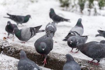 many pigeons peck bread crumbs on snow