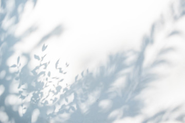 Abstract leaves shadow blurred background. Natural leaves tree branch shadows