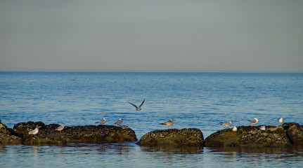 I gabbiani al mare in inverno