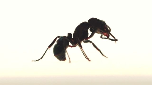 Greenhead ant cleaning herself, it is filmed for documentary or commercial film. This ant is native to Australia also called Rhytidoponera metallica or R. Metallica