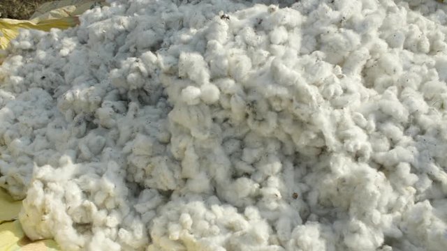 Cotton freshly harvested from Indian rural organic farm. Close up of raw fibres on cart in sunlight.