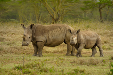 Africa, Kenya, Safari, big rhinoceros with a baby in the jungle, chewing grass.