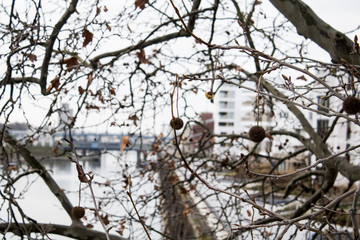tree and fruits on a coudy day