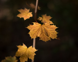 a little tree