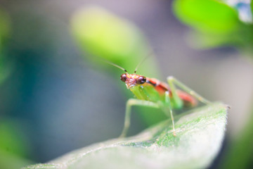 Fototapeta premium photo of praying mantis on a leaf