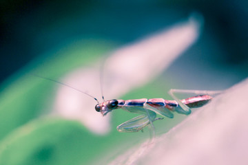 photo of praying mantis on a leaf