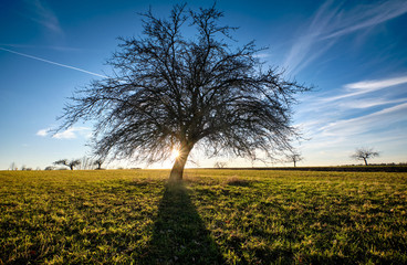 Landscape with beautiful Franconian bare tree with back lit and blue sky on a warm January day in Bavaria, Germany.