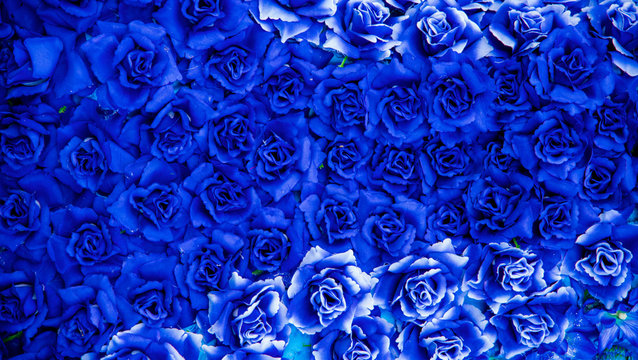 abstract blue background,Blue rose for texture background.