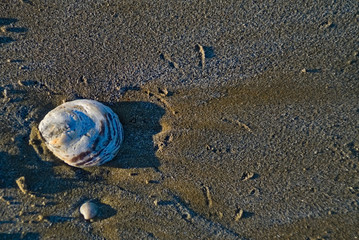 Conchiglie e sassi sulla sabbia