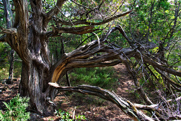 Old dried juniper tree in a clearing in the forest