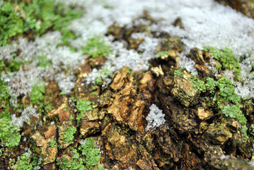 Green moss on tree bark with snow, soft blurry natural organic background