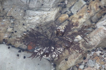 kelp on rock