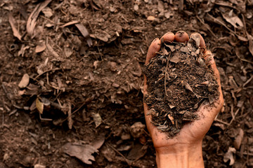 Loam in the hands of men for planting, soil texture background.