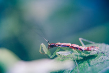 photo of praying mantis on a leaf