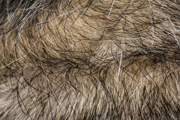 close up gray dog skin for texture and pattern.