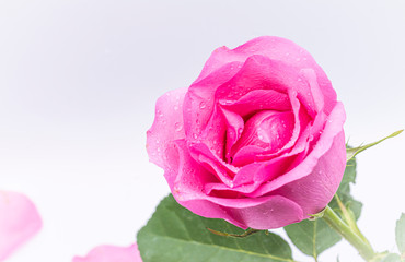 Fototapeta premium Pink Rose flower with water drops on white background