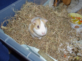 A small white-brown Guinea pig in the foreground sits in a cage in the hay