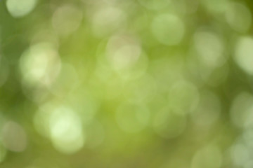 Obraz premium green blurred abstract background with nature bokeh.concept of a peaceful summer and spring day in nature.