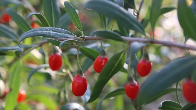 plump goji berries glistening on their branches in a mesmerizing close-up shot