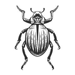 Vector Engraving Insect