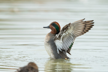 A Eurasian Teal flapping its wings in th water on a sunny calm day in autumn