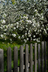 Wooden fence near the flowering apple-tree in the garden, very shallow depth of field.