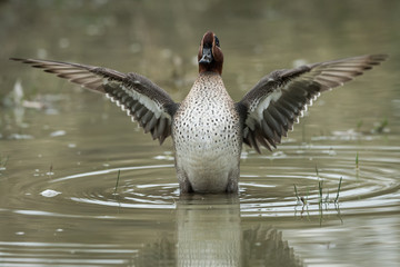 A Eurasian Teal flapping its wings in th water on a sunny calm day in autumn