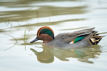 A Eurasian Teal swimming on a sunny calm day in autumn
