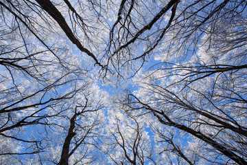 Beautiful frozen trees in winter. Hoarfrost on trees. 